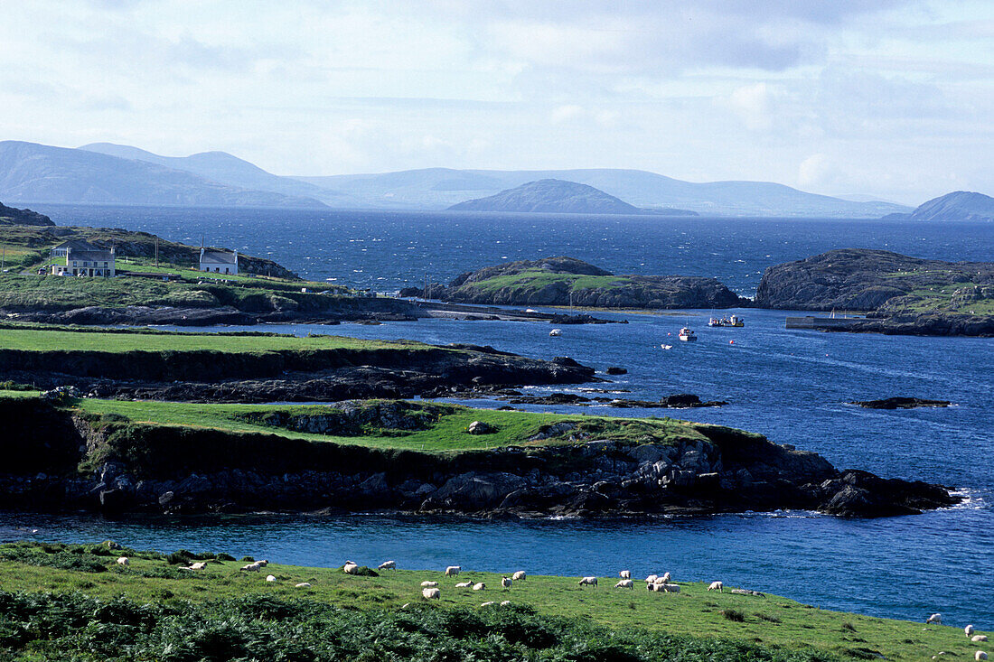 Sheep & Garnish Harbour, Beara Peninsula, Garnish, County Cork, Ireland