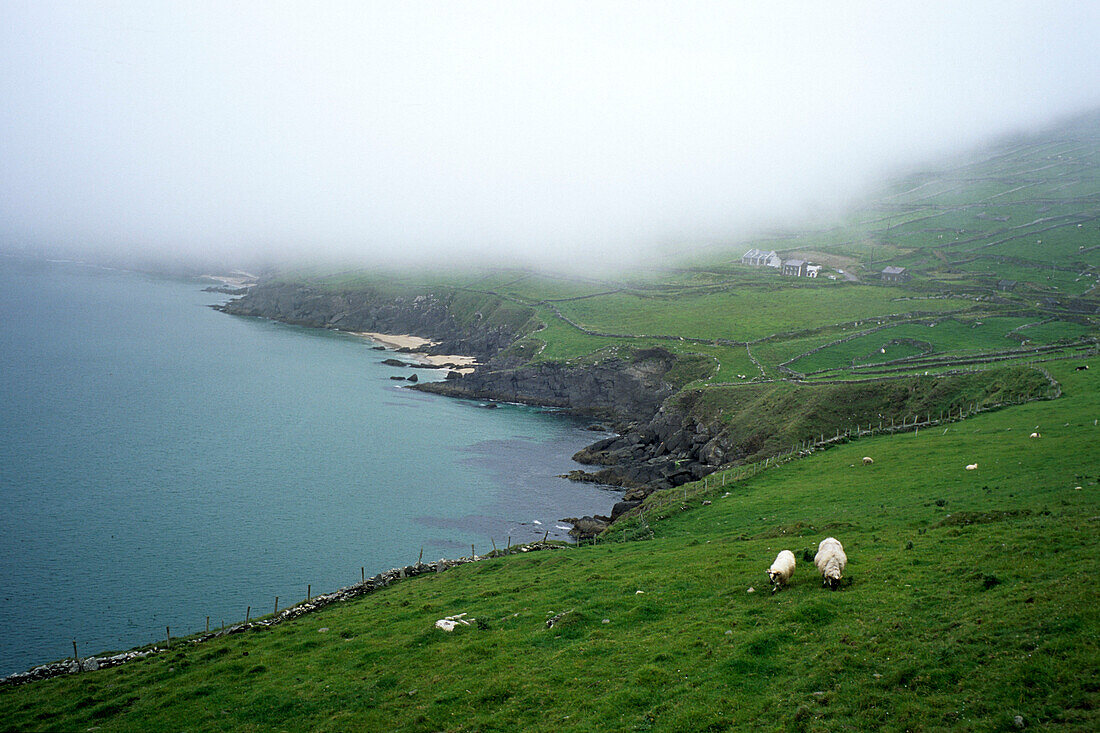 Sheep & Coastline, Dingle Peninsula, near Slea Head, County Kerry, Ireland