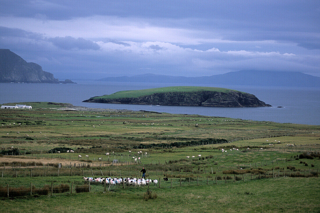 Sheep on Achill Island, Near Dooagh, Achill Island, County Mayo, Ireland
