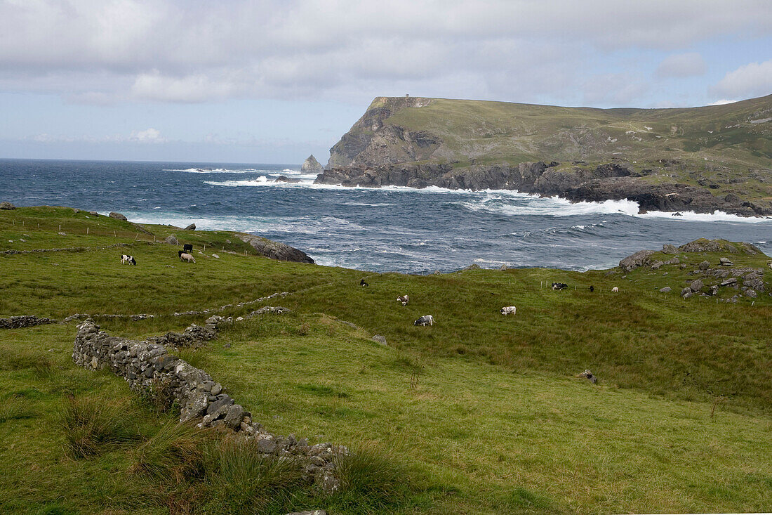 Kühe vor der Küste bei Glencollumcille, County Donegal, Irland
