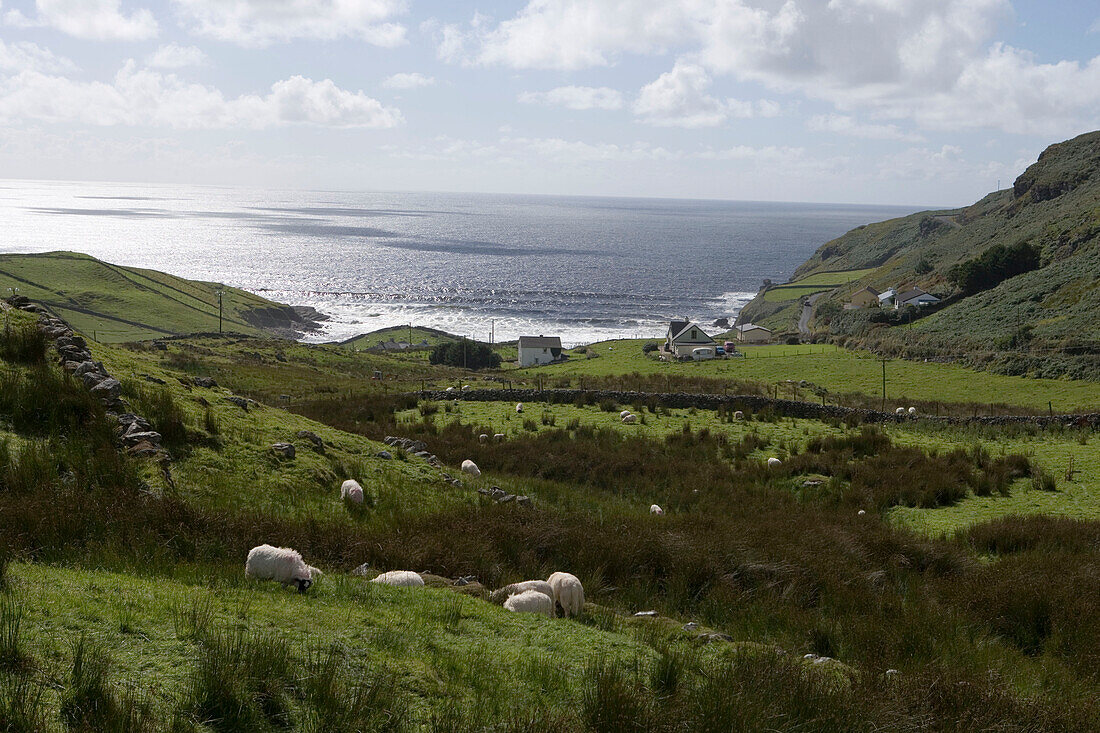 Schafe vor der Donegal-Küste, bei Muckross Head, County Donegal, Irland