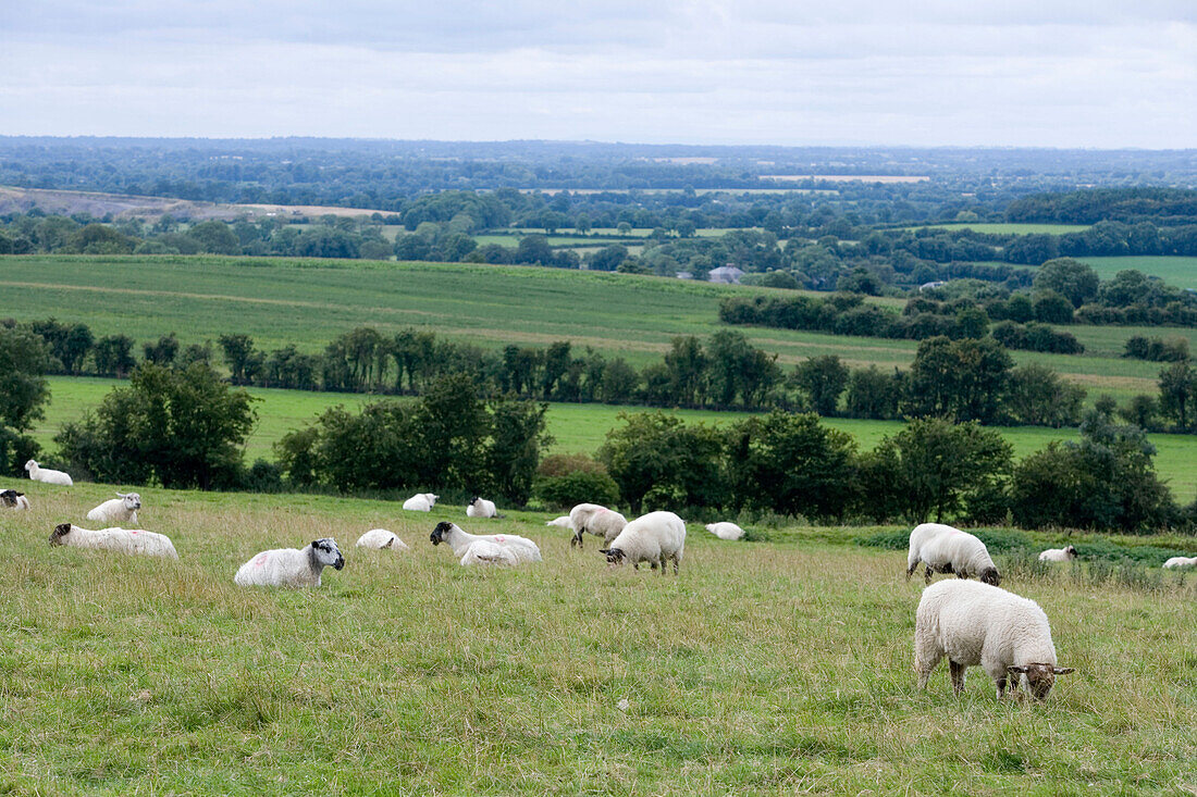 Sheep Pasture, Hill of Tara, County Meath, Ireland