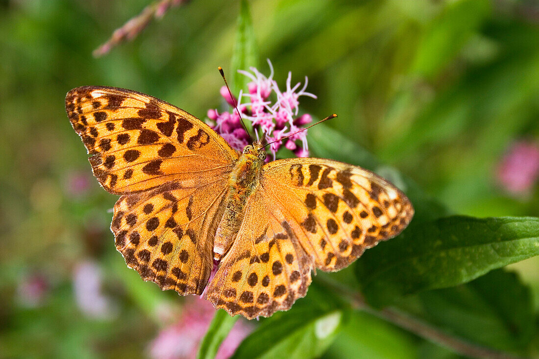 Butterfly, Argynnis paphia, on flower, Germany
