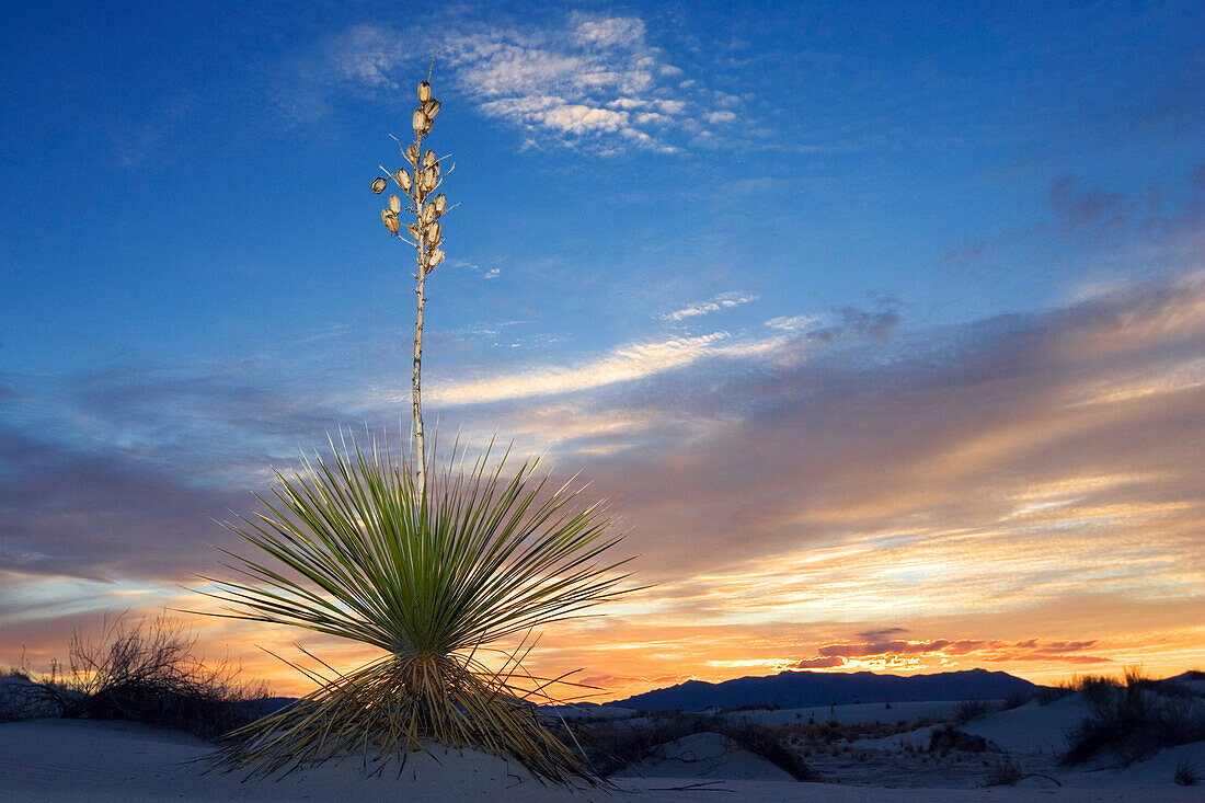 Soaptree at sunset, Yucca elata, gypsum dune field, White Sands National Monument, New Mexico, USA