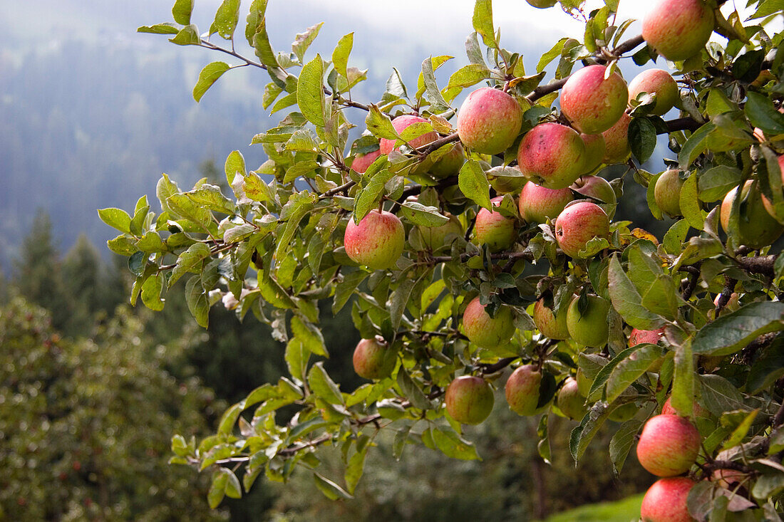Apfelbaum mir reifen Äpfeln, Österreich