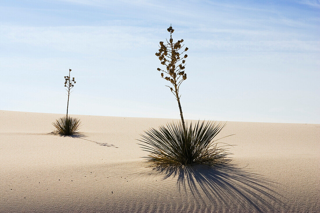 Yucca in Dünen, Yucca elata, White Sands National Monument, Chihuahua Wüste, New Mexico, USA