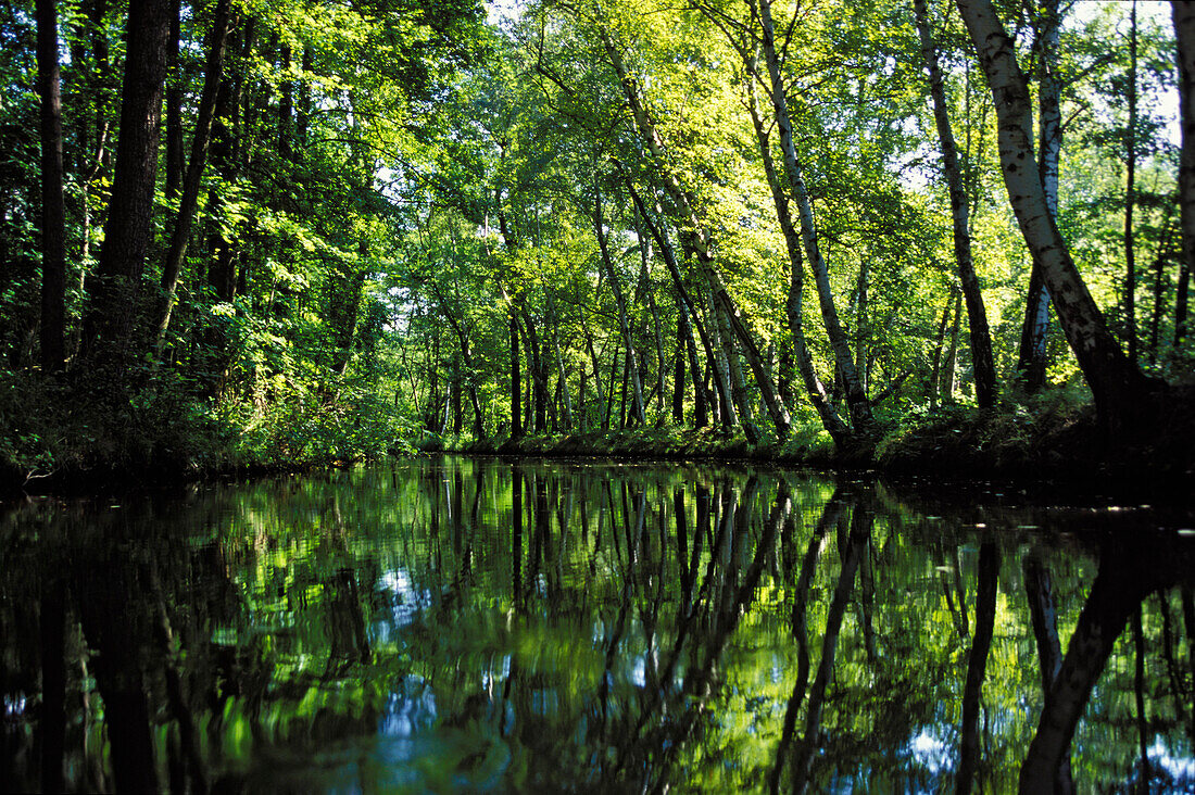 River in the Alluvial forest, creek, Biosphere reserve Spreewald, Brandenburg, Germany