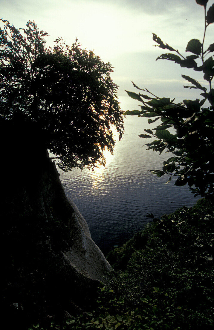 Kreidefelsen, Königstuhl, Jasmund Nationalpark, Insel Rügen, Mecklenburg-Vorpommern, Deutschland, Europa