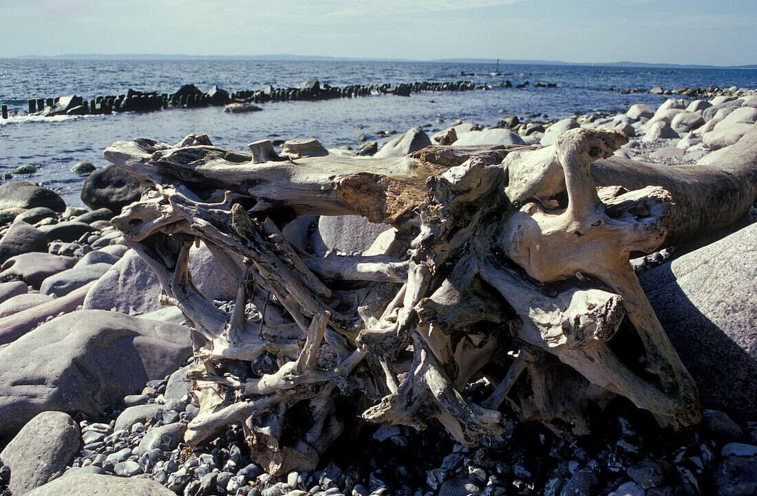 Driftwood on the beach near Sassnitz, Rugen Island, Mecklenburg-Pomerania, Germany, Europe