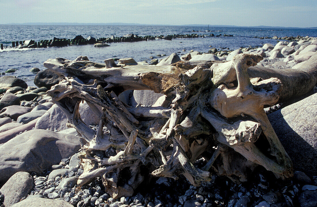 Treibholz am Strand bei Sassnitz, Insel Rügen, Mecklenburg-Vorpommern, Deutschland, Europa