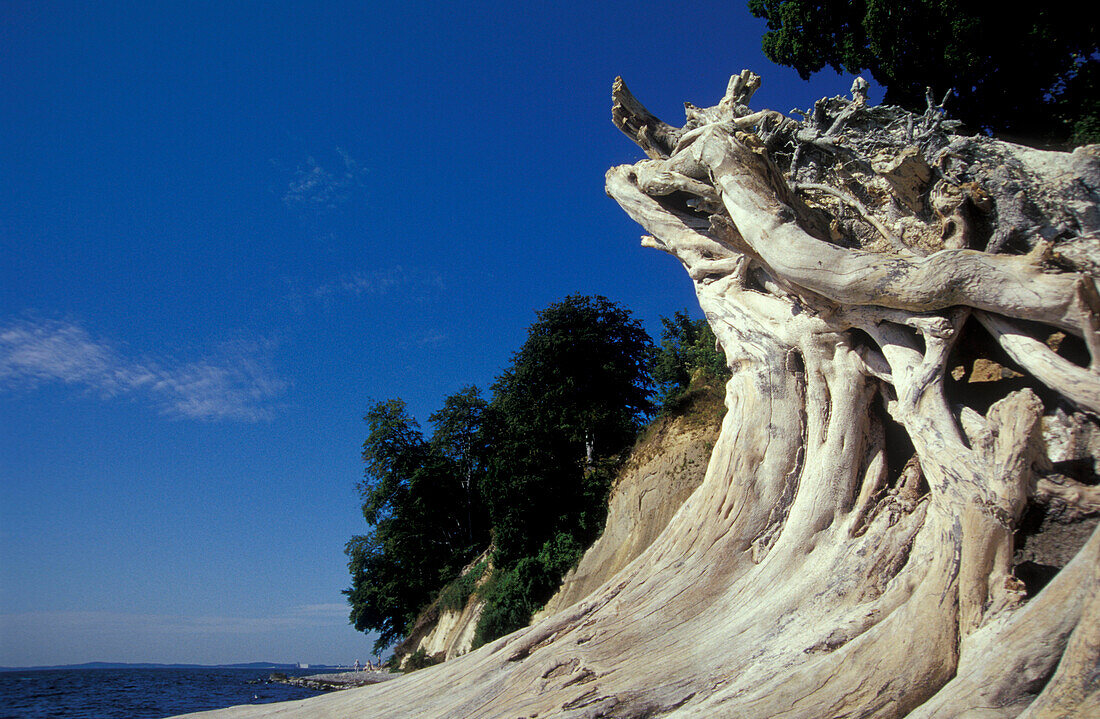 Driftwood and chalk cliffs near Sassnitz, Rugen Island, Mecklenburg-Pomerania, Germany, Europe