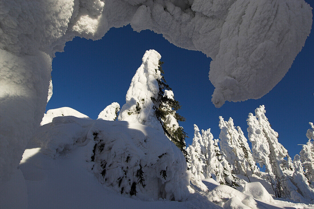 Icy trees, Hochficht, Austria