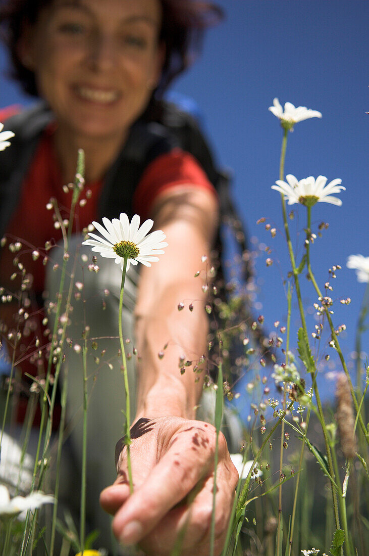 Woman picking flowers whilst hiking, Austria