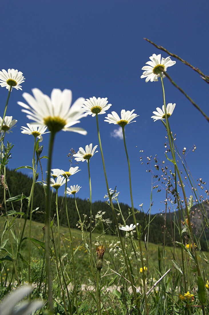 White ox-eyes on mountain meadows