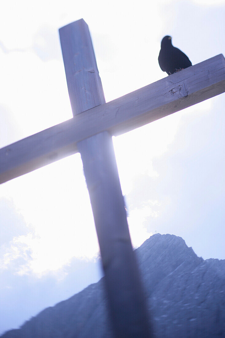 Bird sitting on a cross, Osterfelderkopf, Alpspitze in the background, Wetterstein Mountains, Bavaria, Germany