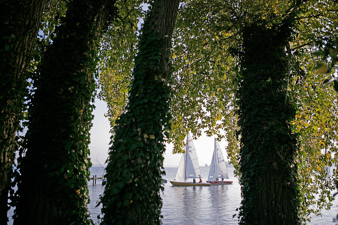 Bäume und Segelboote bei Frauenchiemsee, Fraueninsel, Chiemsee, Bayern, Deutschland