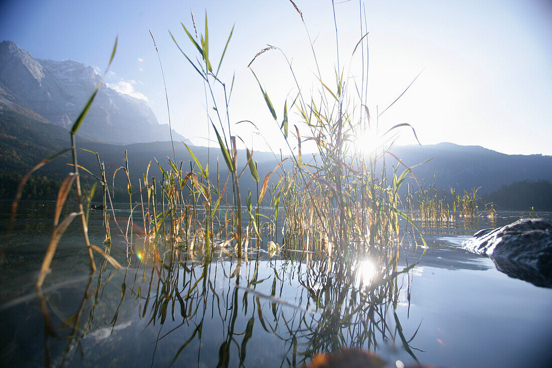 Schilf im Wasser, Eibsee, Zugspitze im Hintergrund, Bayern, Deutschland