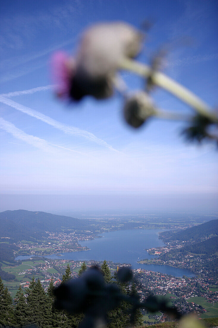 Blick vom Wallberggipfel über Tegernsee, Distle im Vordergrund, Bayern, Deutschland