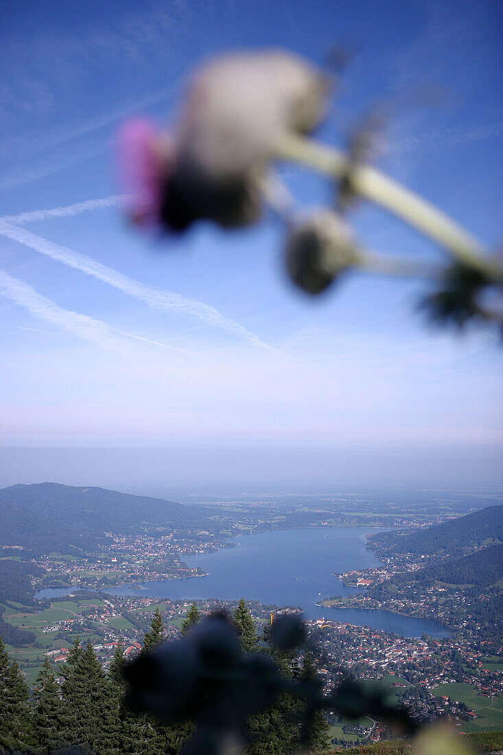 View from Wallberg peak over lake Tegernsee with thistle in the foreground, Bavaria, Germany