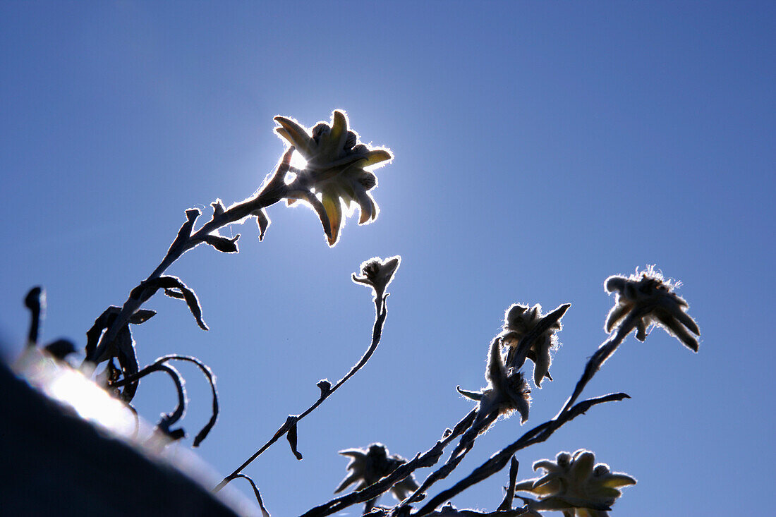 Edelweiss flowers, Wank, Bavaria, Germany