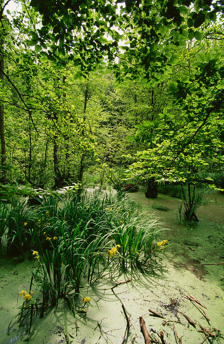 Kleiner Waldsee, nahe Stubbenkammer, National Park Jasmund, Deutschland