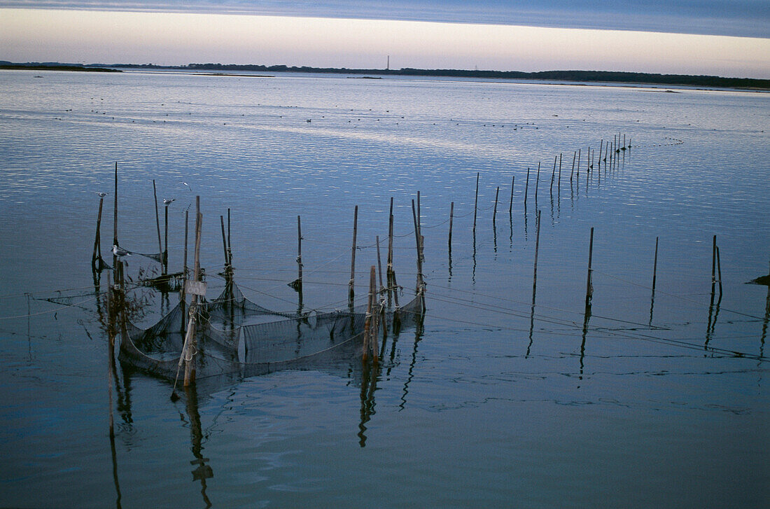 Traditionelle Fischreuse im flachen Wasser, im Bodden Trog, Insel Hiddensee, Mecklenburg-Vorpommern, Deutschland