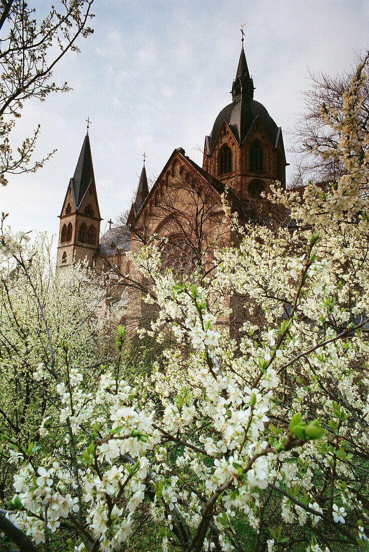 Apple trees in full blossom, Heppenheim, Hessische Bergstrasse, Hesse, Germany, Europe