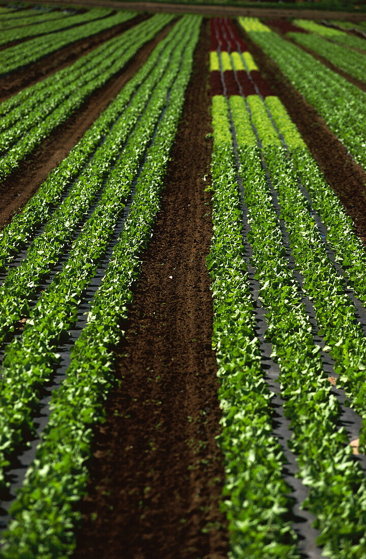 Salad crops, fields in garlic country, Nuremberg, Franconia, Bavaria, Germany