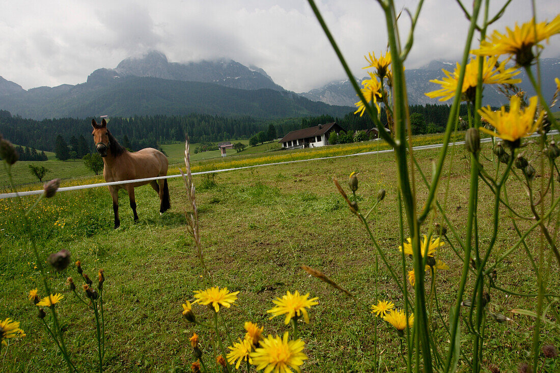 A meadow with dandelions in Lammertal and horse, Salzburg, Austria