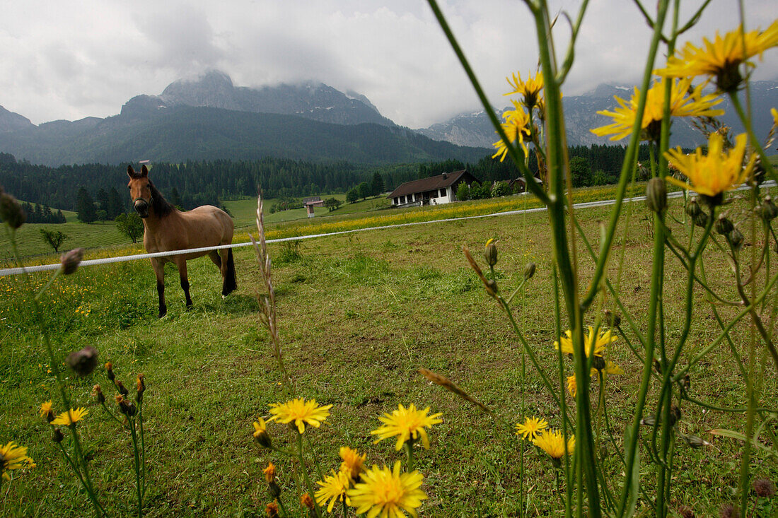 Eine Wiese mit Löwenzahn in Lammertal und ein Pferd im Hintergrund, Salzburg, Österreich