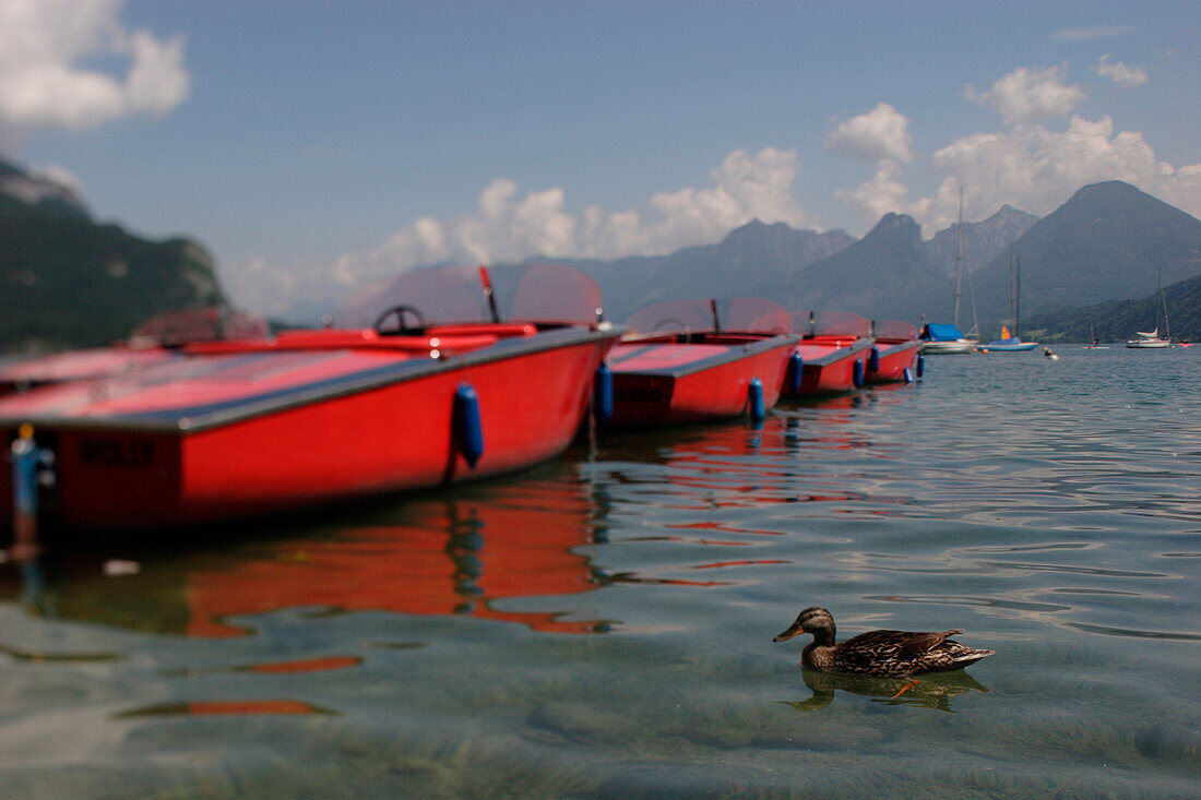 A duck and boats on lake Wolfgangsee, Salzburg, Austria