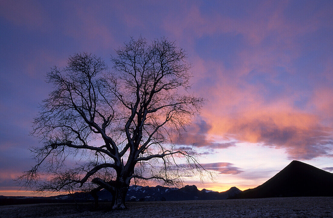 Morning mood in Inn valley with tree (elm) and view to Chiemgau range, Upper Bavaria, Bavaria, Germany