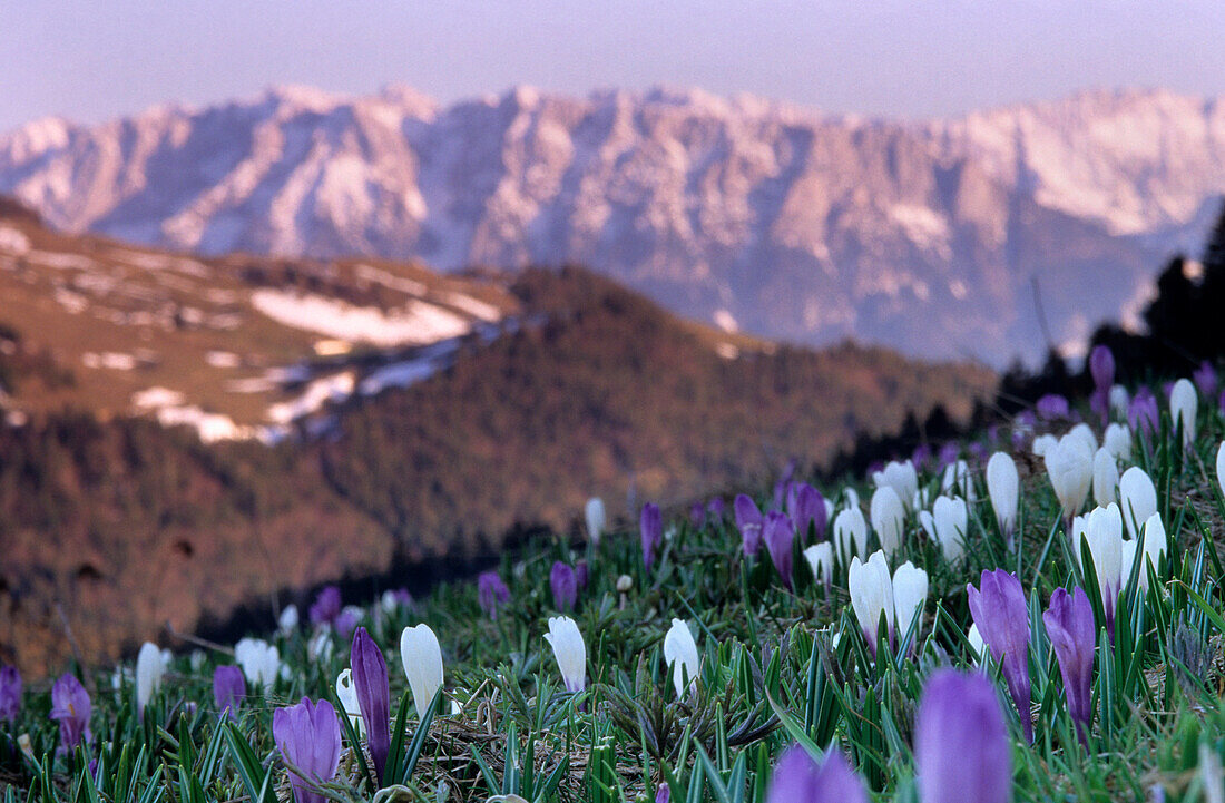 Krokusse mit Kaisergebirge im Abendlicht, Heuberg, Chiemgauer Alpen, Oberbayern, Deutschland