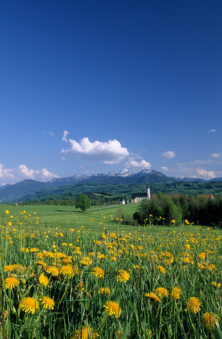 Kirche von Wilparting mit Löwenzahnwiese und Wendelstein, Oberbayern, Bayern, Deutschland