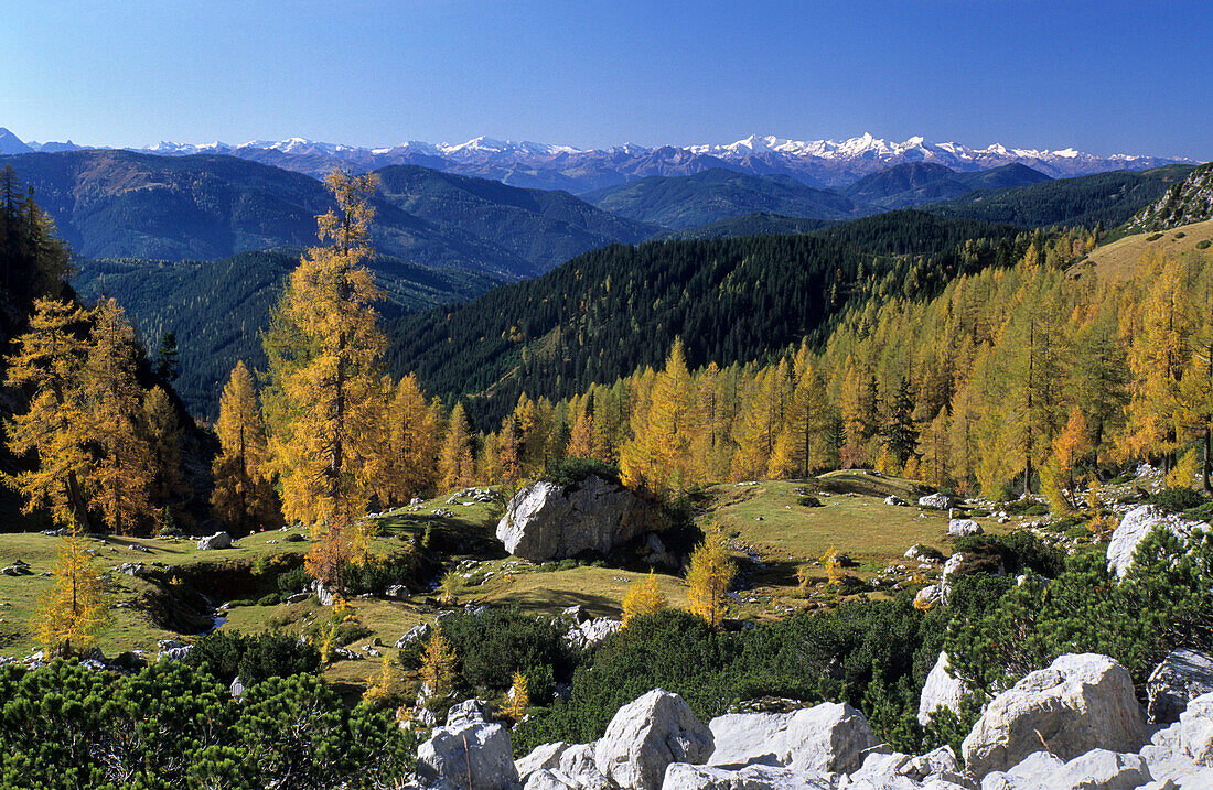 Herbstlich verfärbte Lärchen mit Blick auf Hohe Tauern, Dachsteingruppe, Salzburg, Österreich