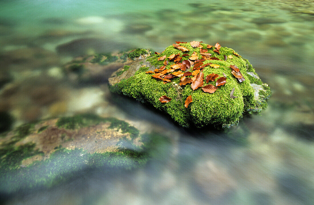 Moosbedeckter Stein im Bach mit Herbstlaub, Waldbach im Echerntal, Dachsteingruppe, Oberösterreich, Österreich