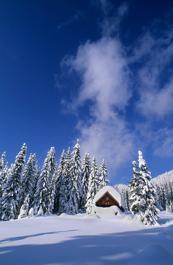 Tief verschneite Almhütte im Winterwald, Gosau, Dachsteingruppe, Oberösterreich, Österreich