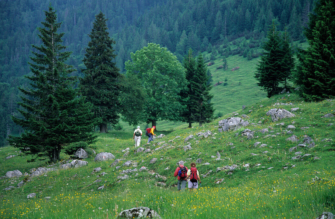 Hiker walking through a sea of flowers on an alpine pasture, Geigelstein, Chiemgau, Upper Bavaria, Bavaria, Germany