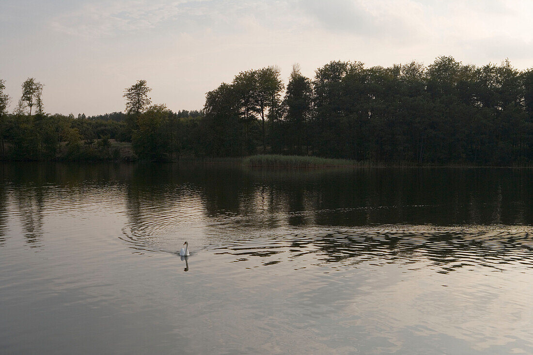 Swan on Lake Vilzsee, Mecklenburg Lake District, Mecklenburg Western Pomerania, Germany