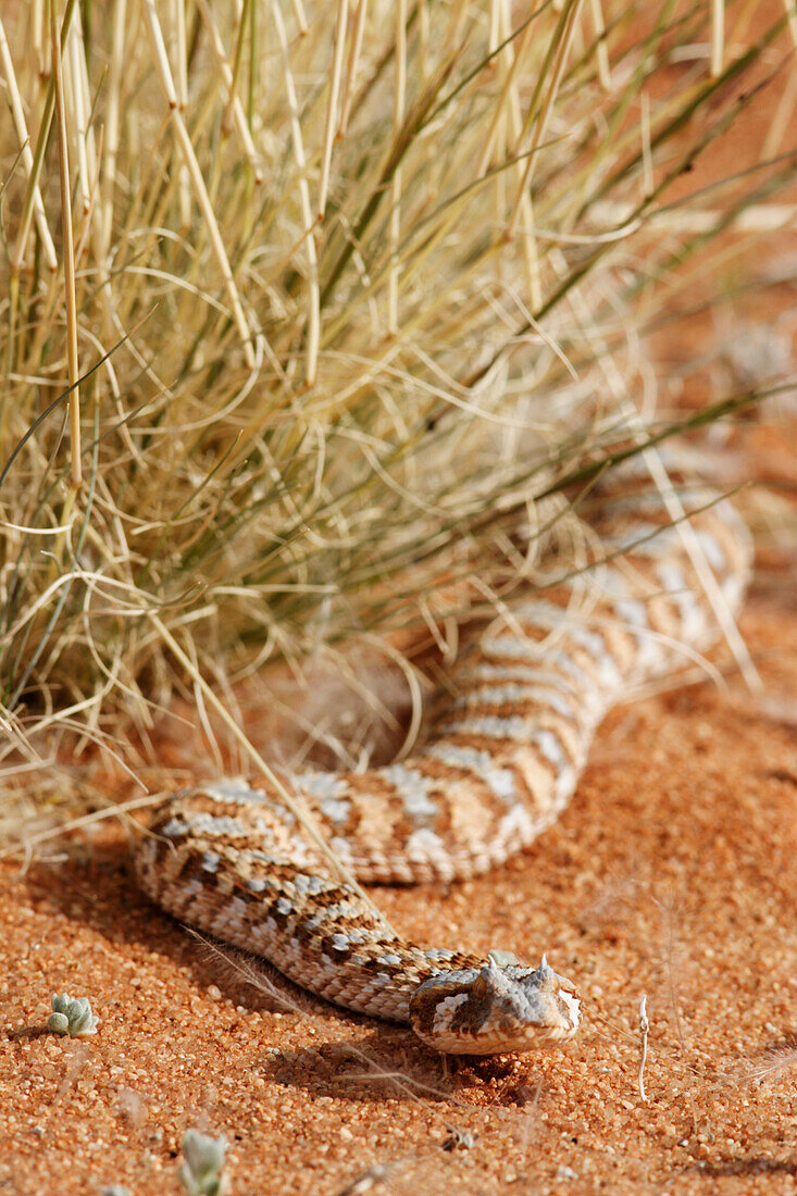 Hornviper eine giftige Schlange. Klein-Aus-Vista. Gondwana Sperrgebiet Rand Park. Sukkulenten Karoo Wüste. Südliches Namibia. Afrika.