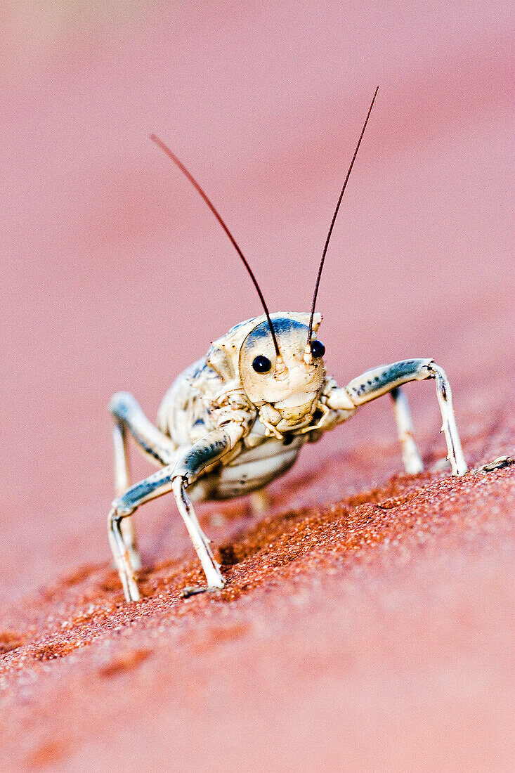 Eine grosse Heuschrecke, eine Hornschrecke, im Wüstensand. Gondwana Namib Park. Wüste Namib. Südliches Namibia. Afrika.