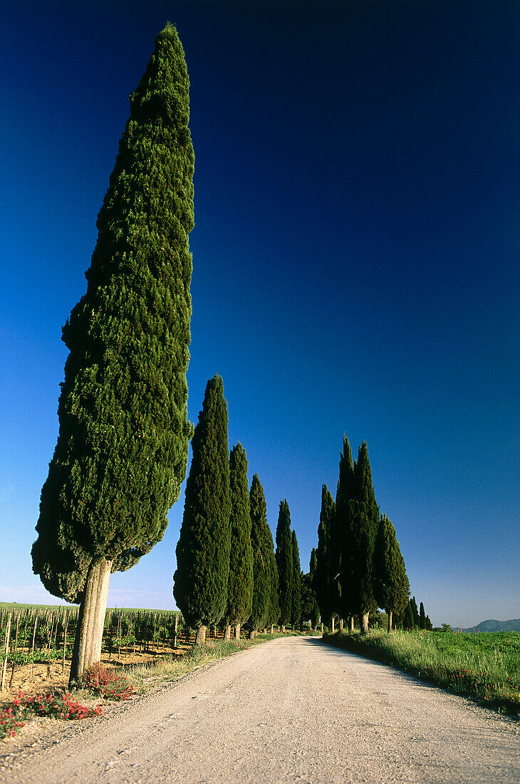 A row of cypress trees, Toskana, Italy, Europe