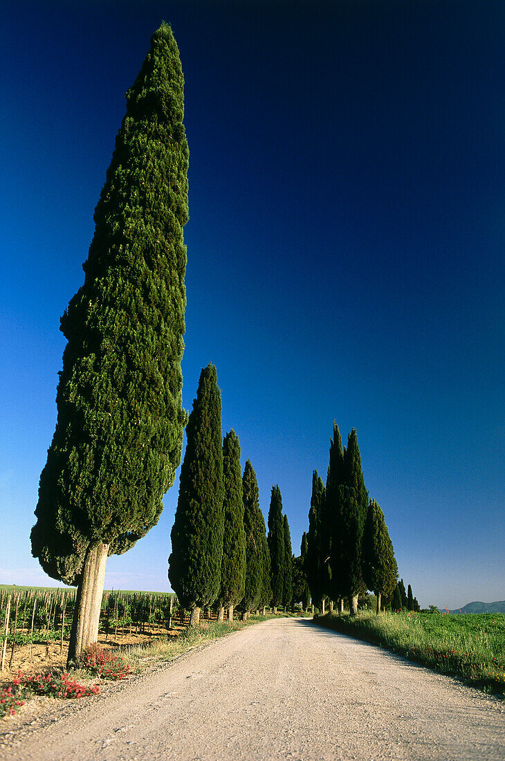 Zypressenallee, Toskana, Italien, Europa