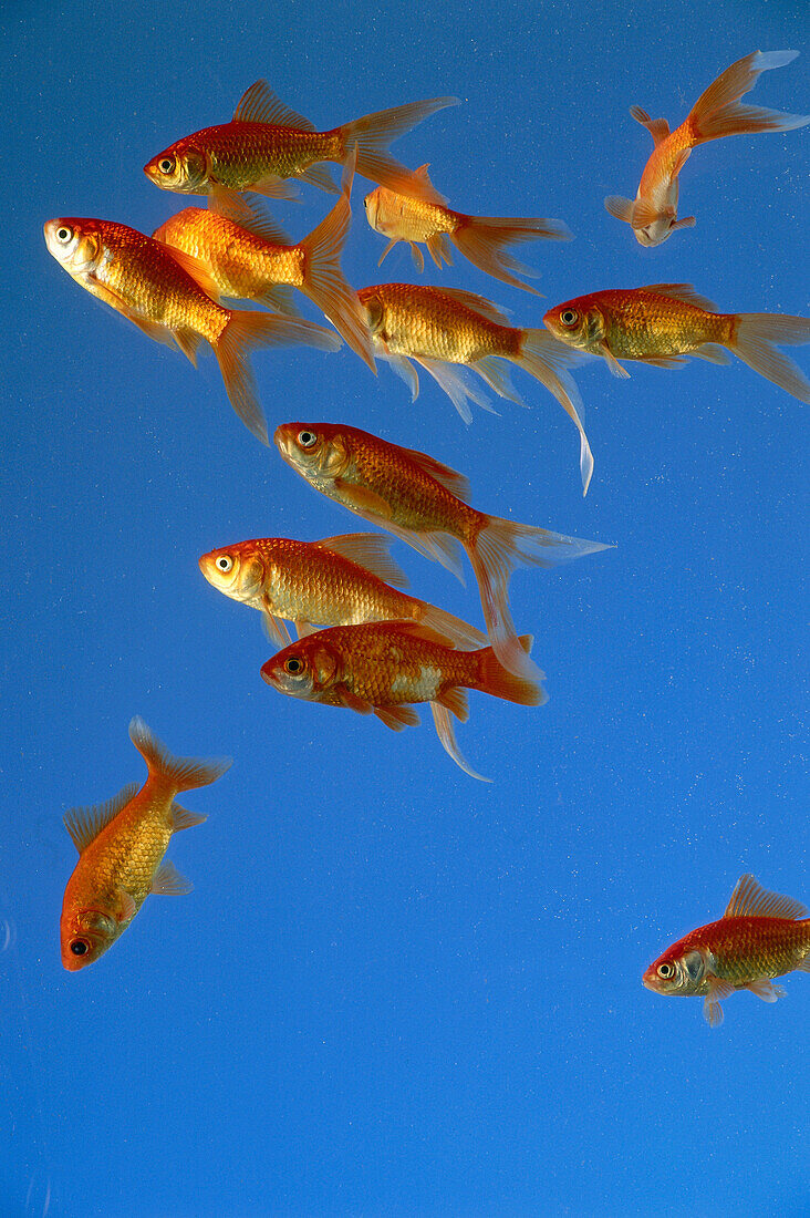 A shoal of goldfish, Underwater, Animal