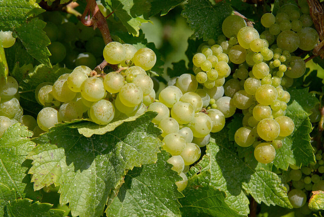 Bunches of grapes in vineyards near Wormeldange, Luxembourg, Europe