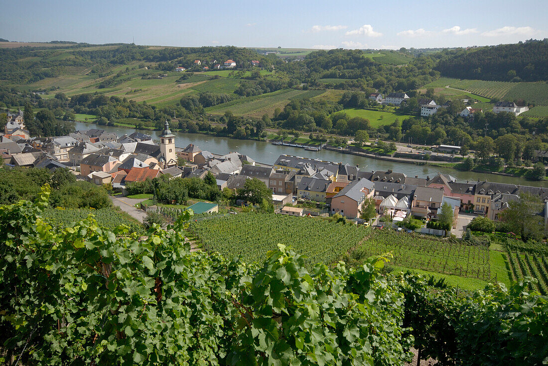 Vineyards near Wormeldange, Luxembourg, Europe