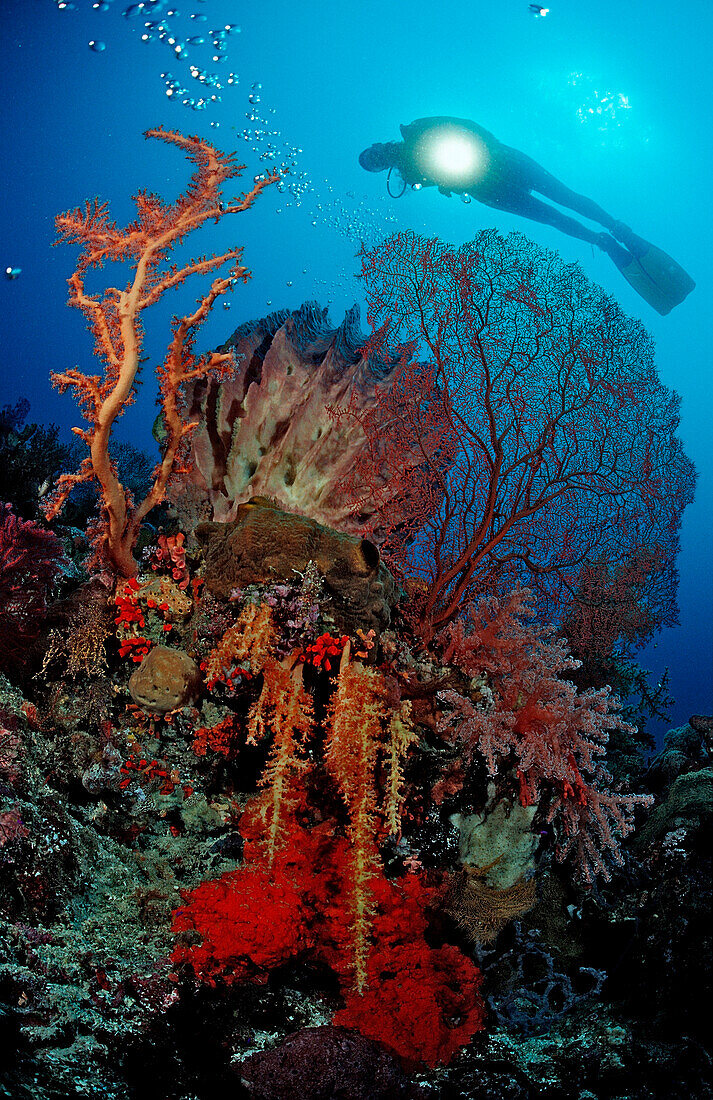 Taucher und Korallenriff, Indonesien, Wakatobi Dive Resort, Sulawesi, Indischer Ozean, Bandasee
