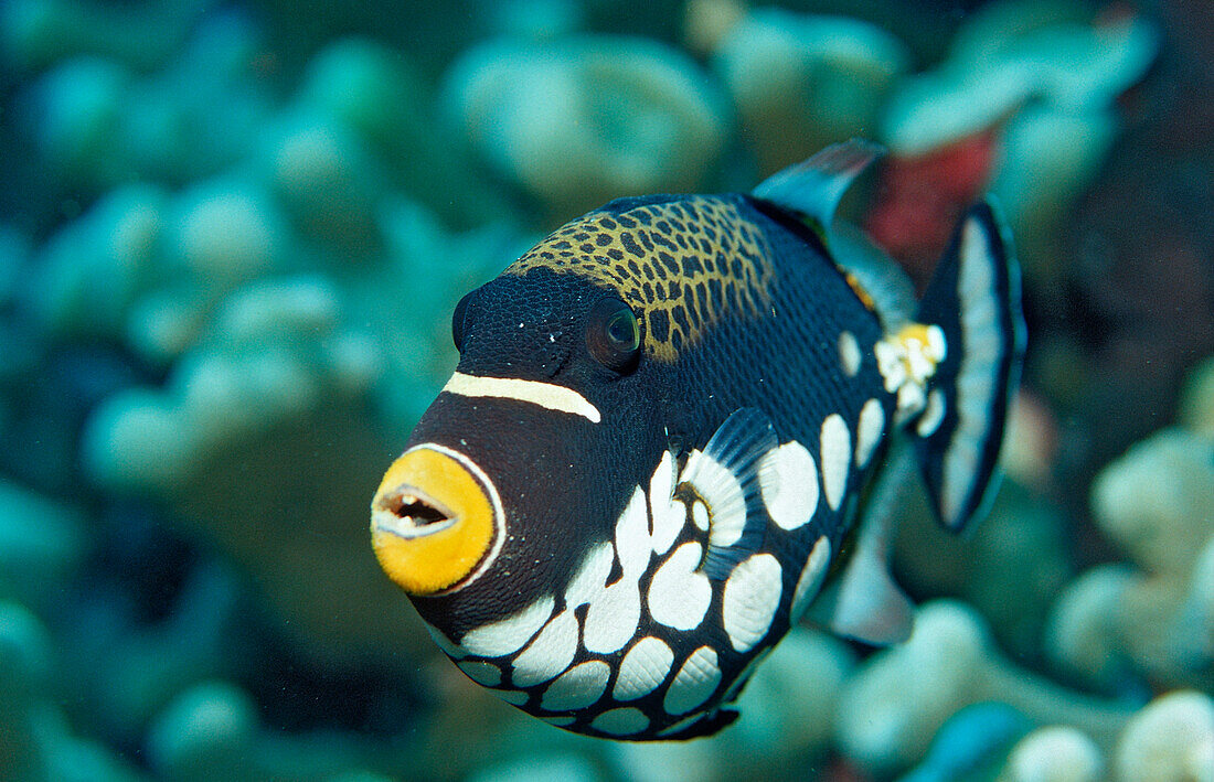 Clown triggerfish, Balistoides conspicillum, Indonesia, Wakatobi Dive Resort, Sulawesi, Indian Ocean, Bandasea