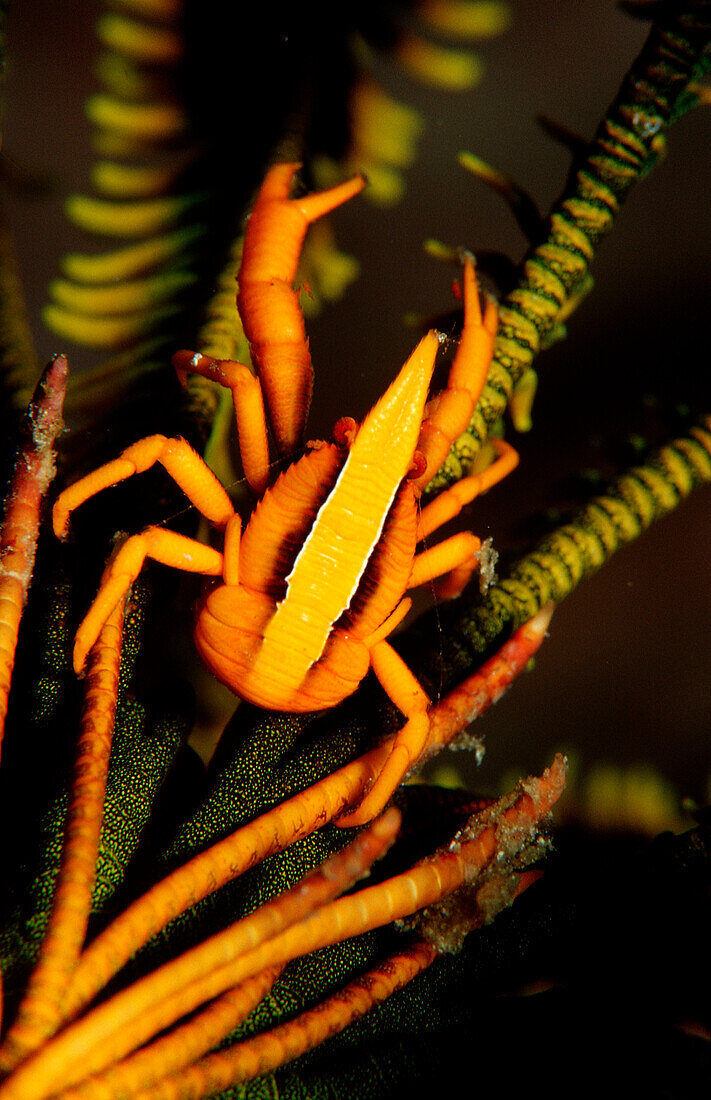 Federstern Springkrabbe, Allogalathea elegans, Indonesien, Raja Ampat, Irian Jaya, West Papua, Indischer Ozean