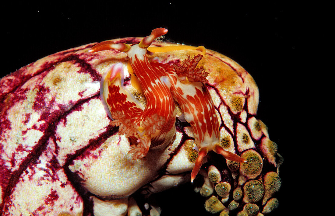 Two sea slugs, Chromodoris sp., Indonesia, Wakatobi Dive Resort, Sulawesi, Indian Ocean, Bandasea